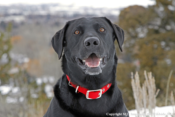 Black Labrador Retriever in winter. 