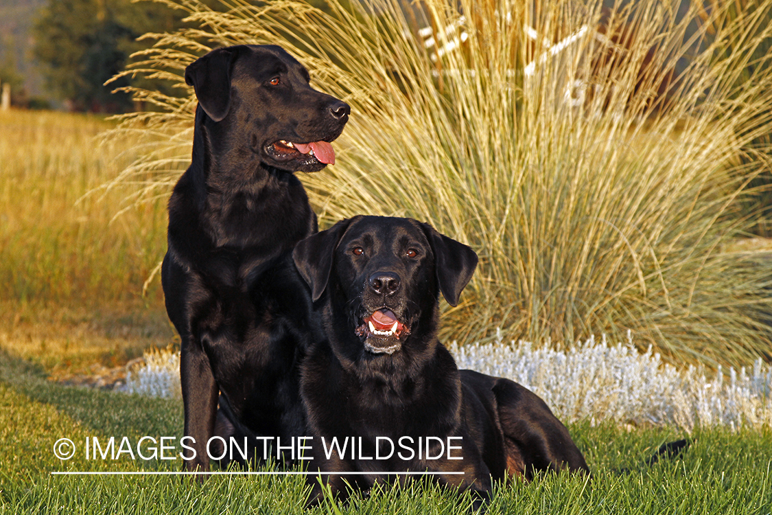 Black Labrador Retrievers