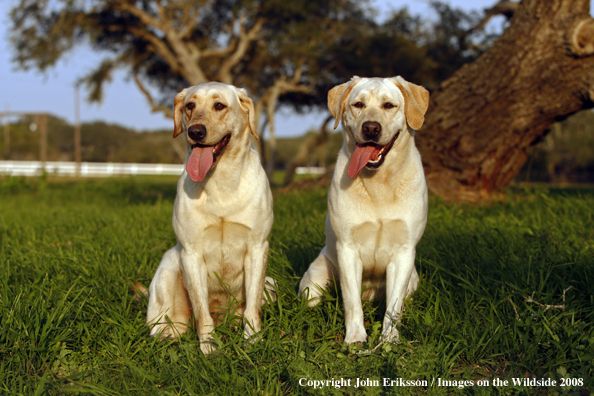 Yellow Labrador Retrievers in field