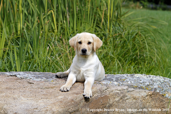 Yellow Labrador Retriever Puppy