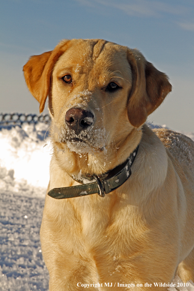 Yellow Labrador Retriever 