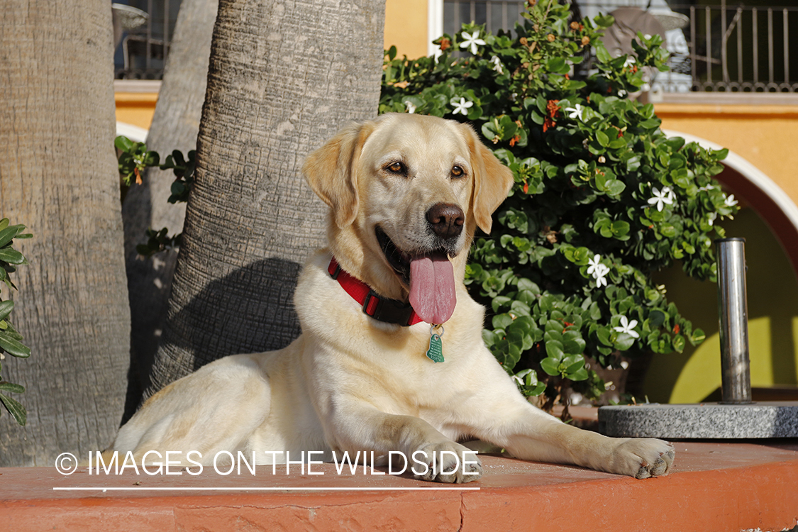 Yellow lab in front of house.