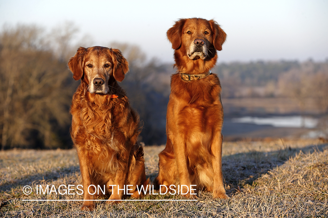 Golden Retrievers