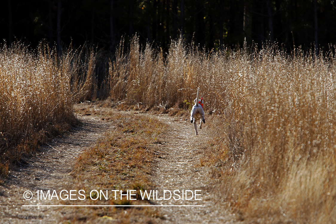 English pointer on bobwhite quail hunt.