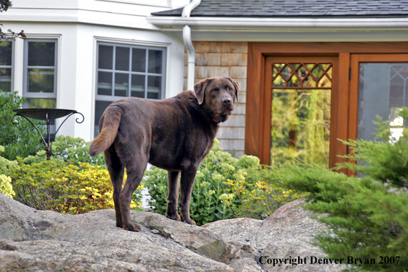 Chocolate Labrador Retriever