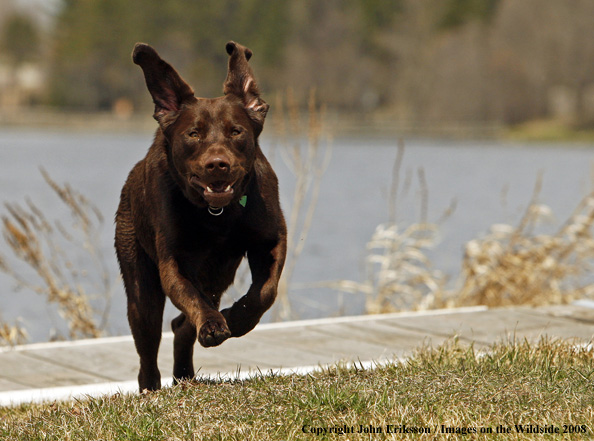 Chocolate Labrador Retriever running