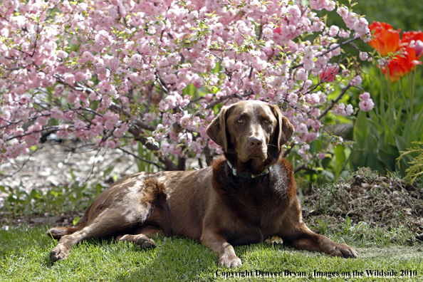 Chocolate Labrador Retriever