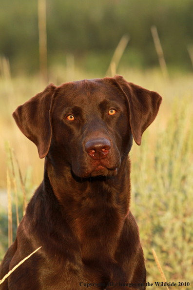 Chocolate Labrador Retriever 