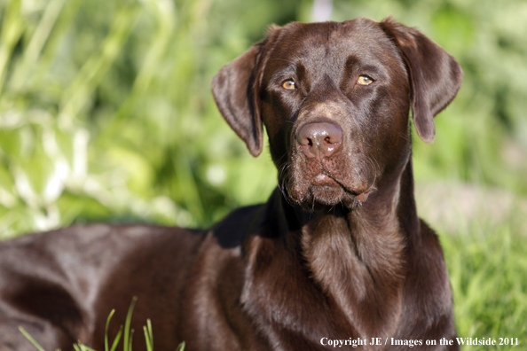 Chocolate Labrador Retriever.