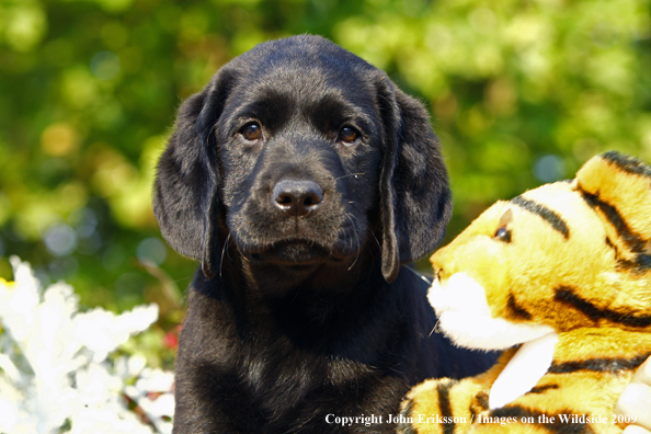 Black Labrador Retriever puppy 