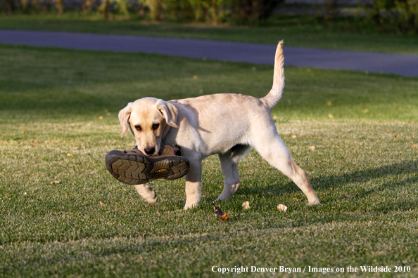 Yellow Labrador Retriever Puppy