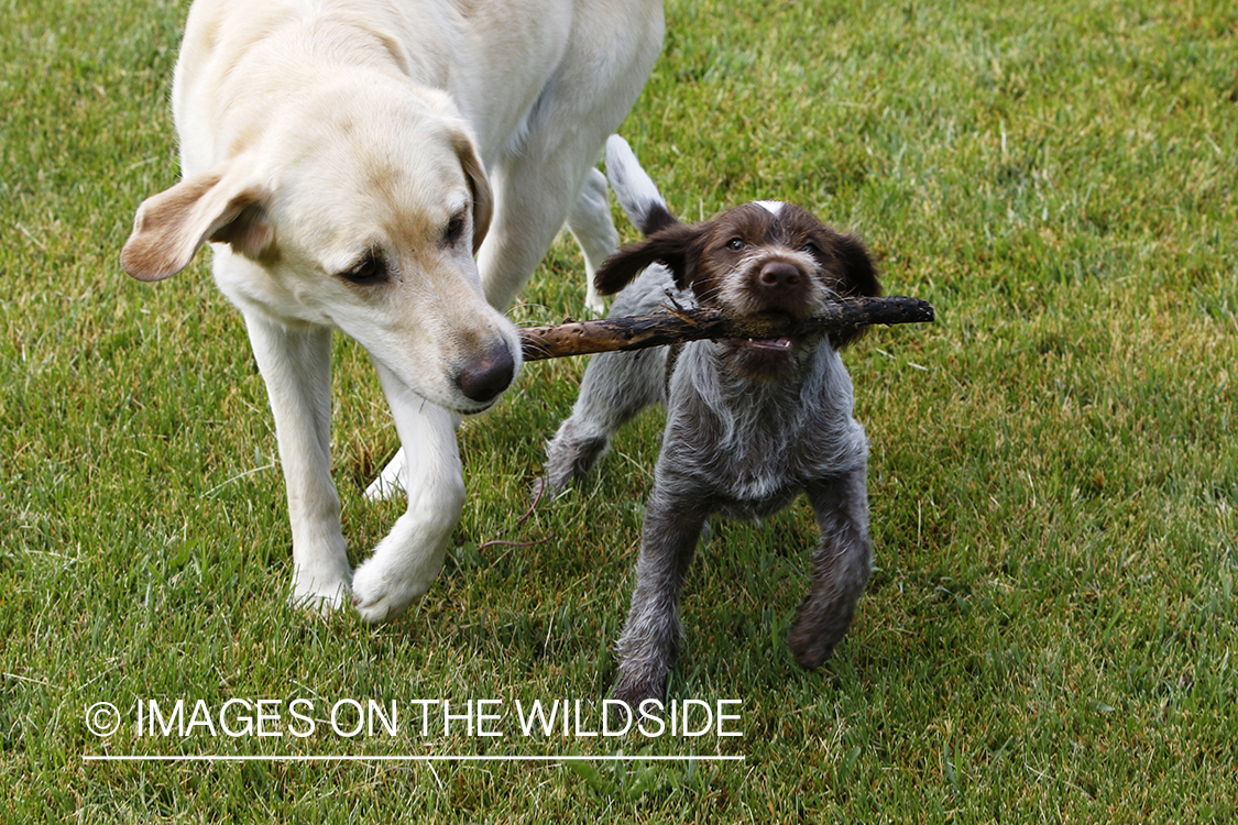 Wirehaired pointing griffon and lab playing.