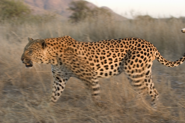 Leopard in habitat. Africa