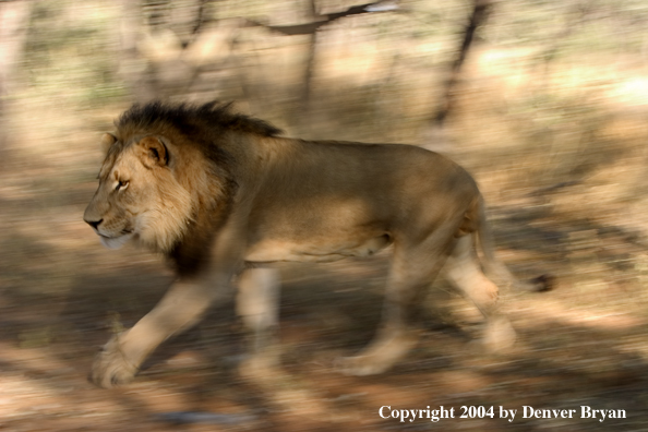 Male African lion running. Africa