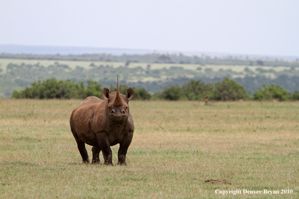 Black rhinocerous