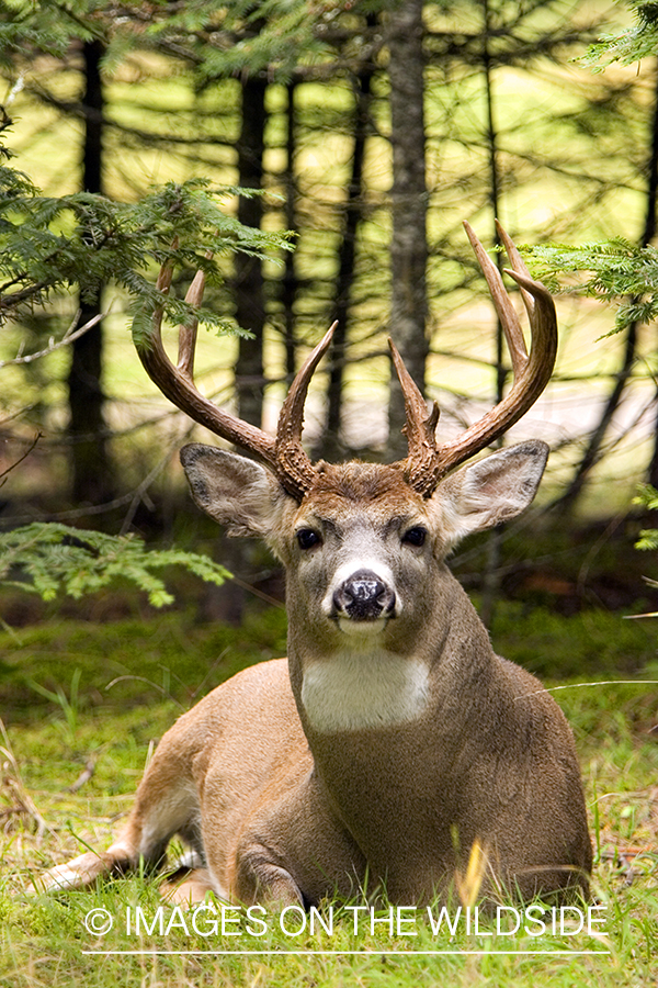 White-tailed deer in habitat. 