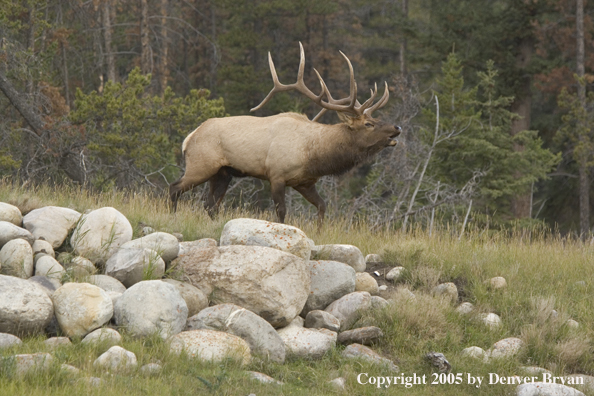 Rocky Mountain bull elk bugling.