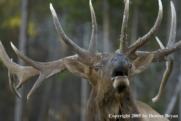 Rocky Mountain bull elk bugling.