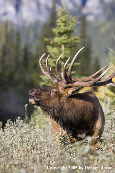 Rocky Mountain bull elk bugling.