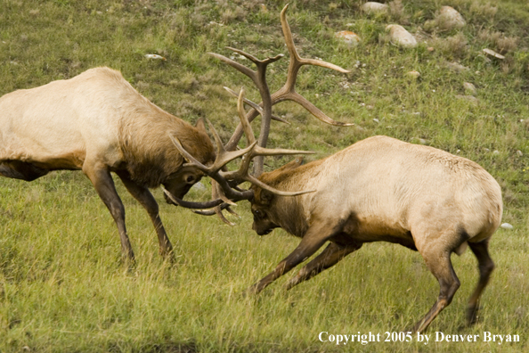 Bull elk fighting.