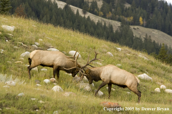 Bull elk fighting.