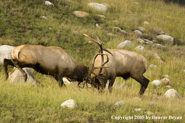 Bull elk fighting.