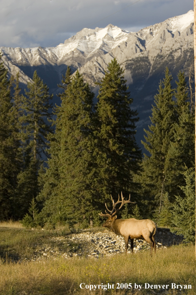 Bull elk in habitat vertical.