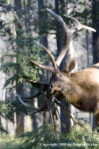 Bull elk rubbing on sapling.