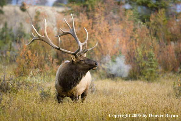 Bull elk in habitat.