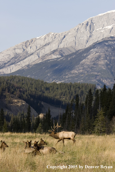 Bull elk in habitat with cows.