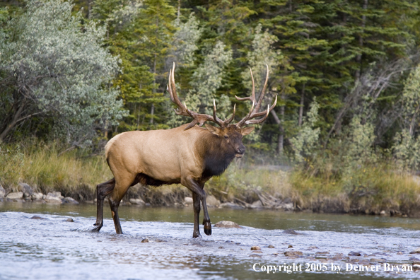 Bull elk in habitat.