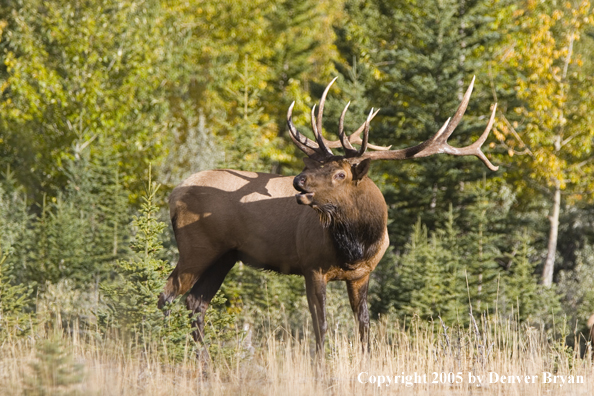 Rocky Mountain bull elk bugling.