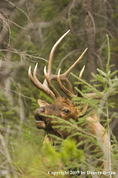 Rocky Mountain bull elk bugling.