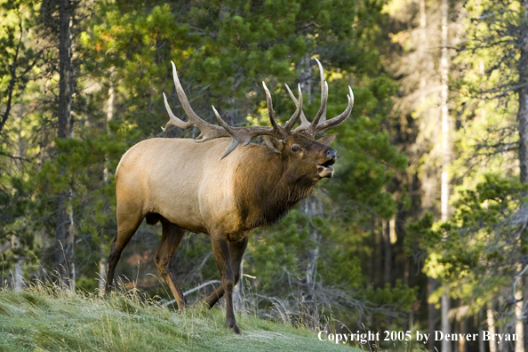 Rocky Mountain bull elk bugling.