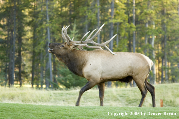 Rocky Mountain bull elk bugling.