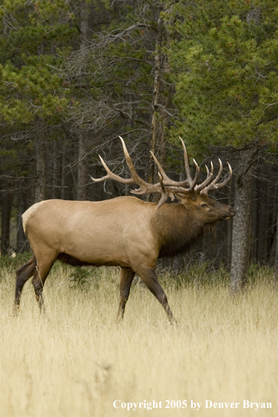 Bull elk in habitat.