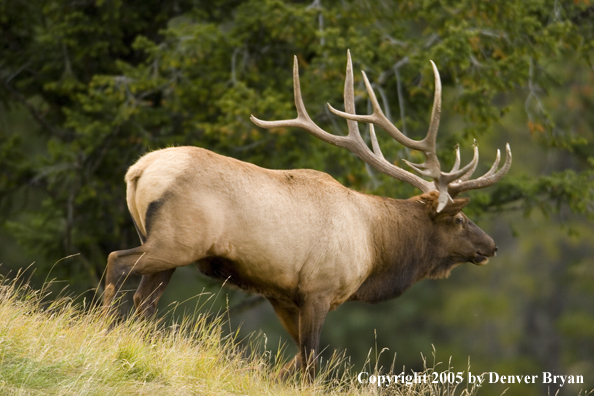 Bull elk in habitat.