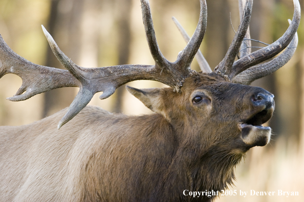 Rocky Mountain bull elk bugling.