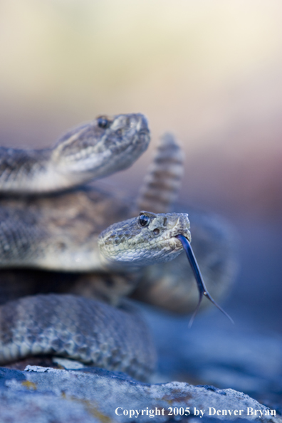 Rattlesnakes on rocks.