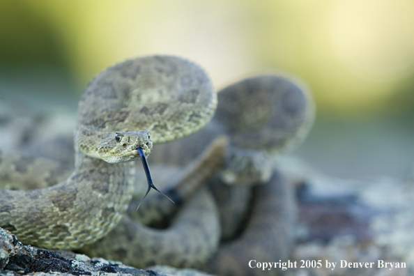 Rattlesnakes on rocks.