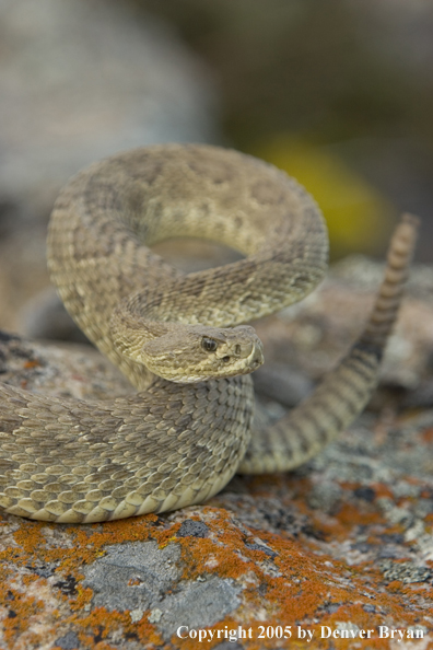 Rattlesnake on rocks.