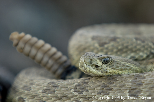 Rattlesnake on rocks.