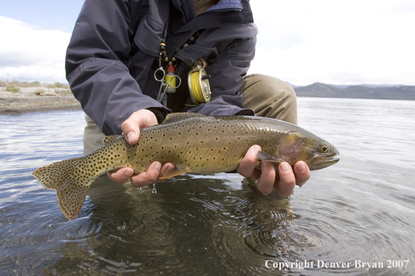 Flyfisherman releasing cutthroat trout.