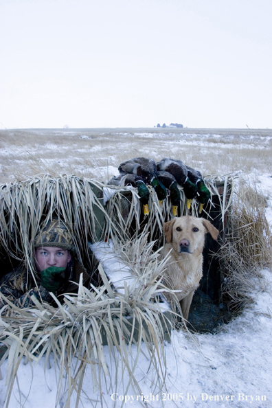 Duck hunter and yellow labrador in blind with bagged mallards on roof. 