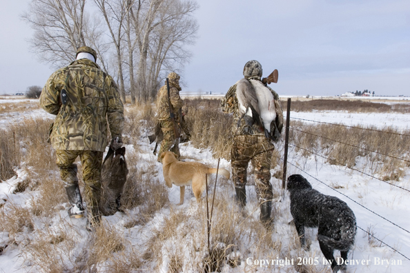 Goose Hunters and black and yellow labradors in field with bagged geese during the winter.