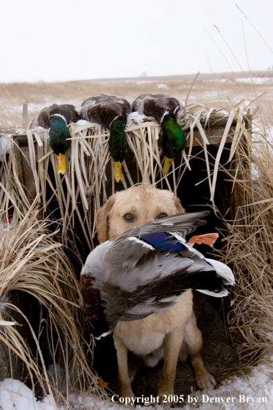 Yellow labrador retriever in blind holding retrieved duck in mouth with bagged mallards on roof. 