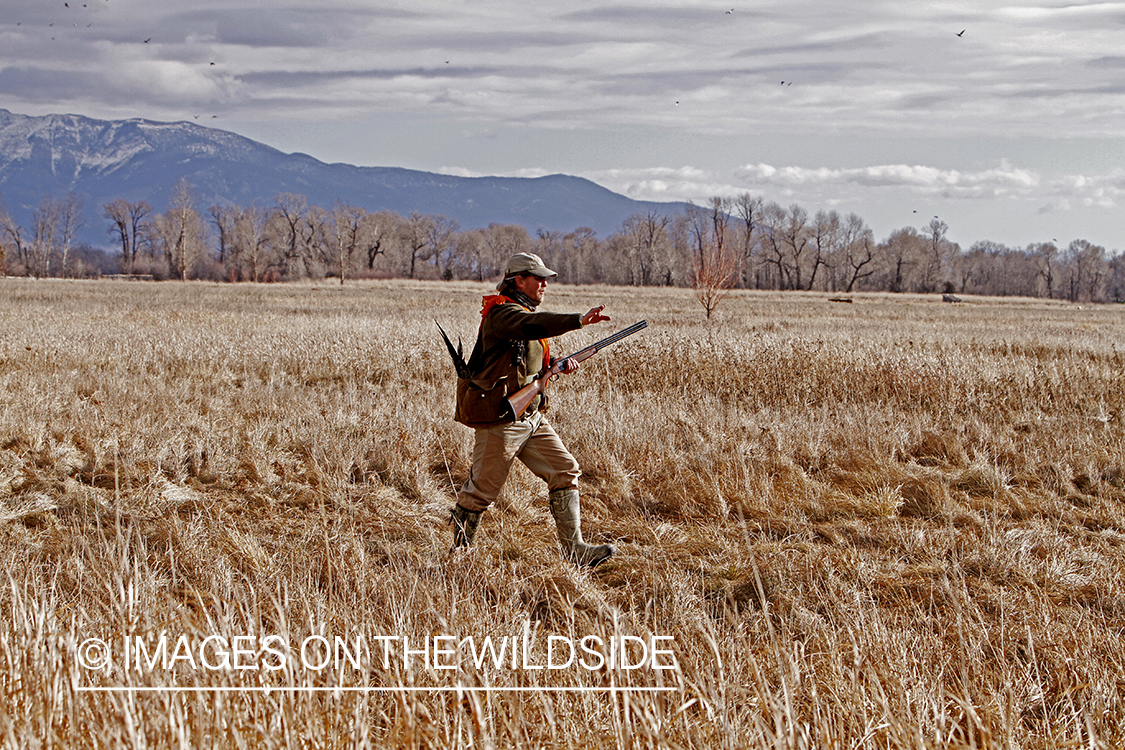 Pheasant hunter in field. 