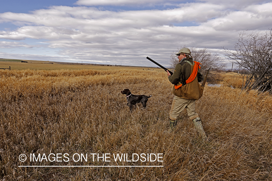 Pheasant hunter in field. 