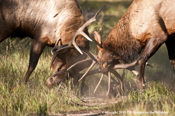 Rocky mountain elk in habitat.