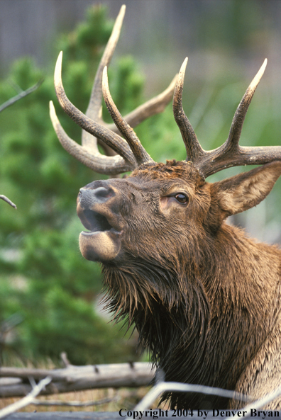 Bull elk bugling (close up).